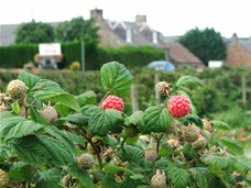 Normal Raspberries