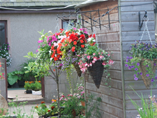 Hanging Baskets