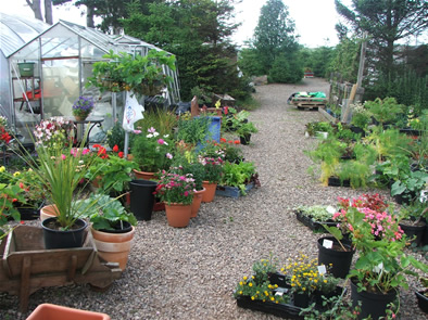 Nursery Plants