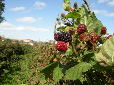 Berries